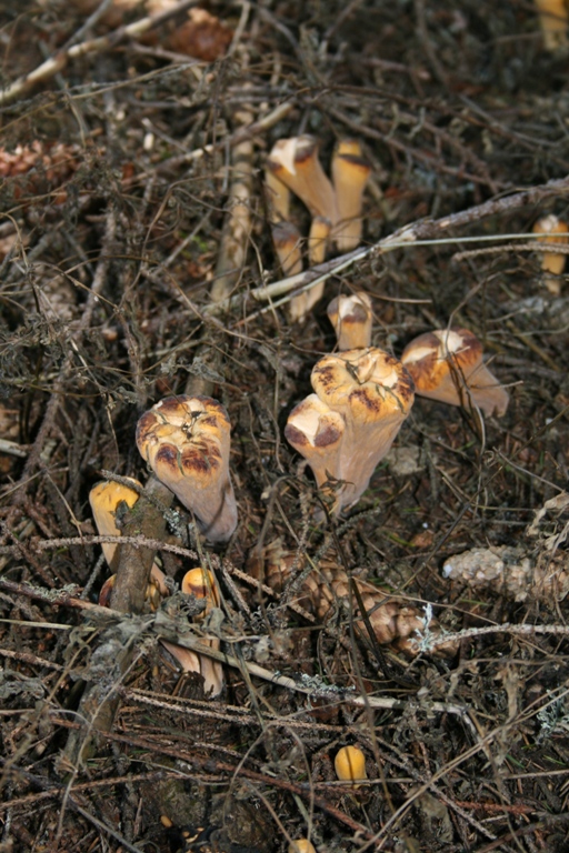 kyjak useknutý Clavariadelphus truncatus Donk