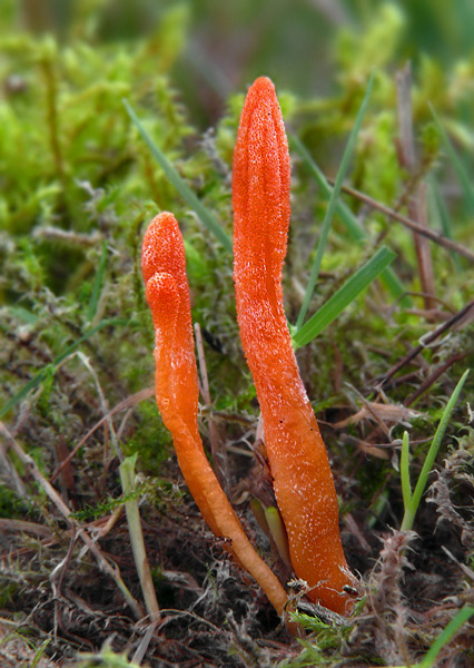 žezlovka hmyzová Cordyceps militaris (Fr.) Link