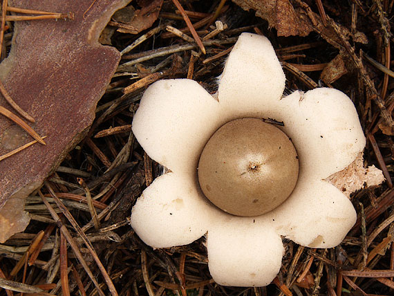 hviezdovka strapkatá Geastrum fimbriatum Fr.