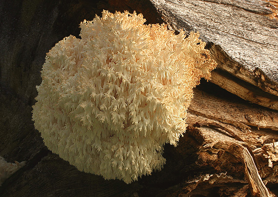 koralovec bukový Hericium coralloides (Scop.) Pers.