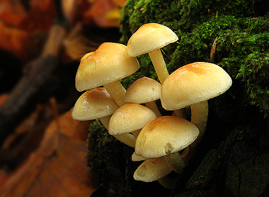 strapcovka Hypholoma sp.