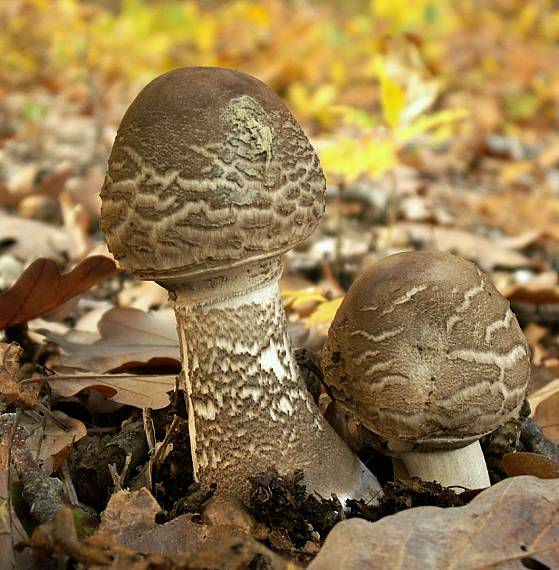 bedľa vysoká Macrolepiota procera (Scop.) Singer