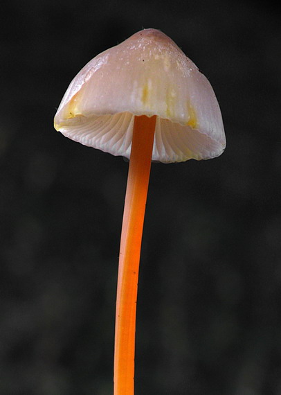 prilbička šafranová Mycena crocata (Schrad.) P. Kumm.