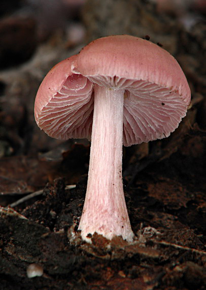 prilbička ružovkastá Mycena rosea Gramberg