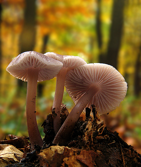 prilbička Mycena sp.