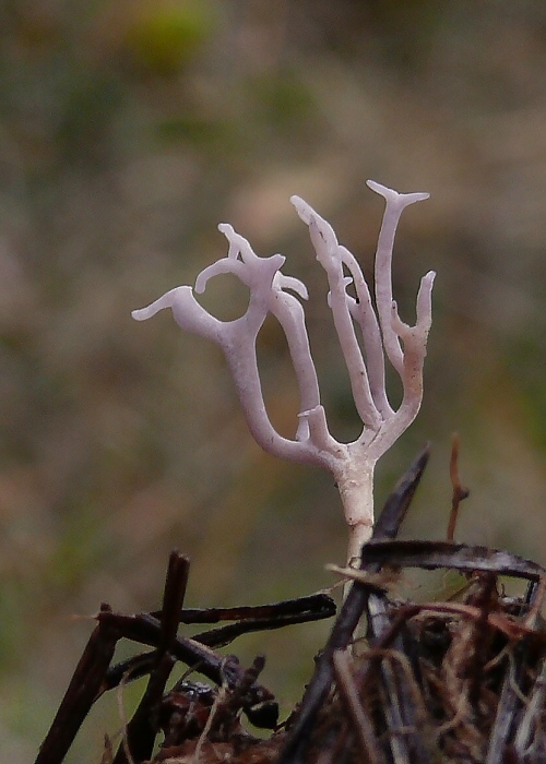 pastrapačka Ramariopsis pulchella (Boud.) Corner