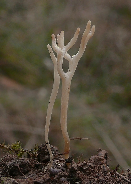 pastrapačka? Ramariopsis sp.?