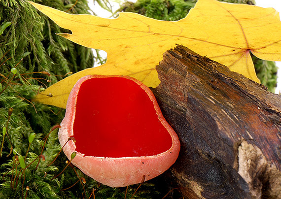 ohnivec šarlátový Sarcoscypha coccinea (Gray) Boud.