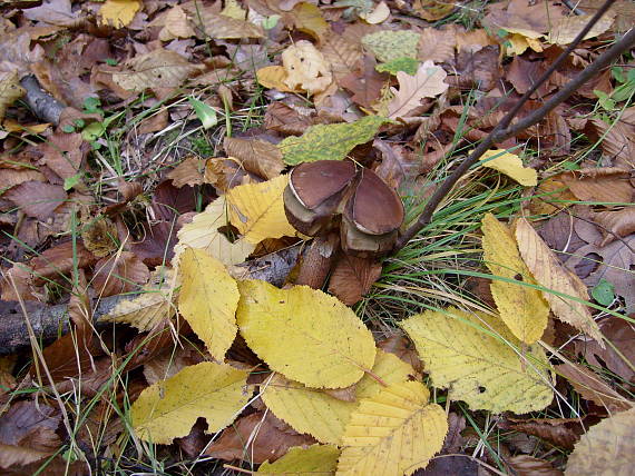 masliak obyčajný Suillus luteus (L.) Roussel