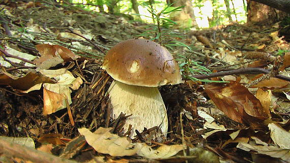 hríb smrekový Boletus edulis Bull.