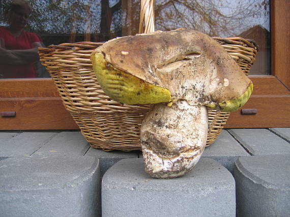 hríb smrekový Boletus edulis Bull.