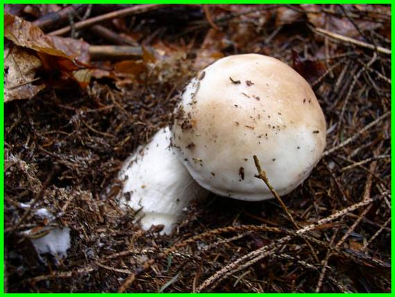 hríb smrekový Boletus edulis Bull.