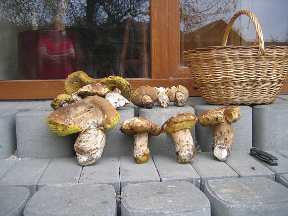 hríb dubový Boletus reticulatus Schaeff.