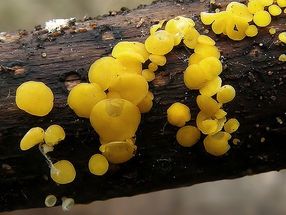 okrasník žltý Calycina citrina (Hedw.) Gray