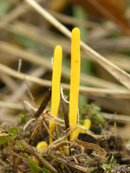 pakonárovka Clavulinopsis sp.