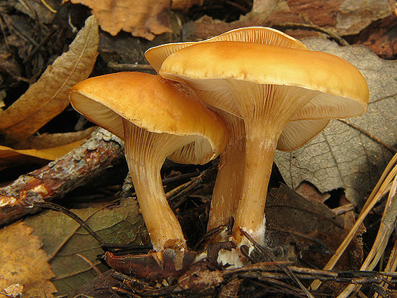 líška oranžová Hygrophoropsis aurantiaca (Wulfen) Maire