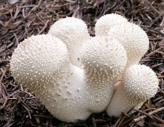 prášnica bradavičnatá Lycoperdon perlatum Pers.