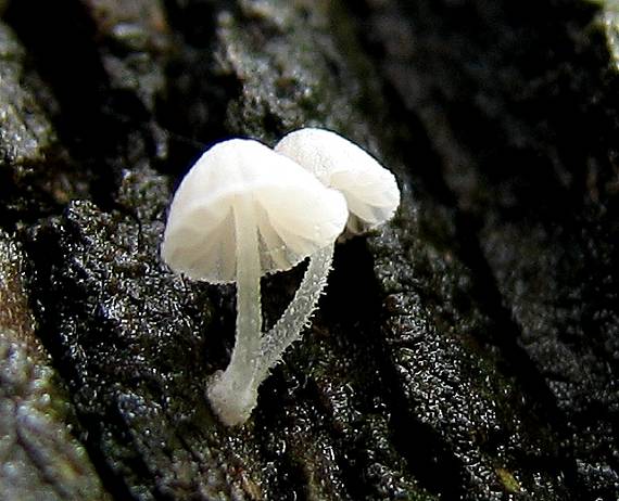 prilbička Mycena adscendens Maas Geest.