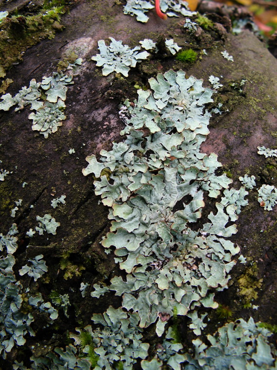 dyskovka ryhovaná Parmelia sulcata