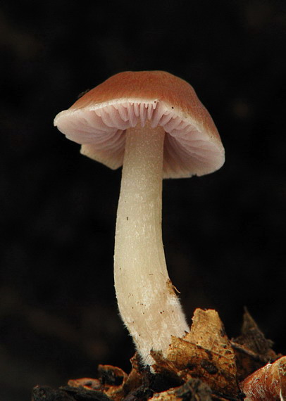 štitovka Pluteus sp.