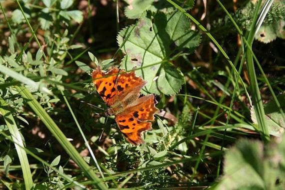 babôčka zubatokrídla Polygonia c-album