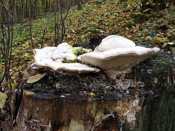 trudnikovec hrbatý Trametes giboosa