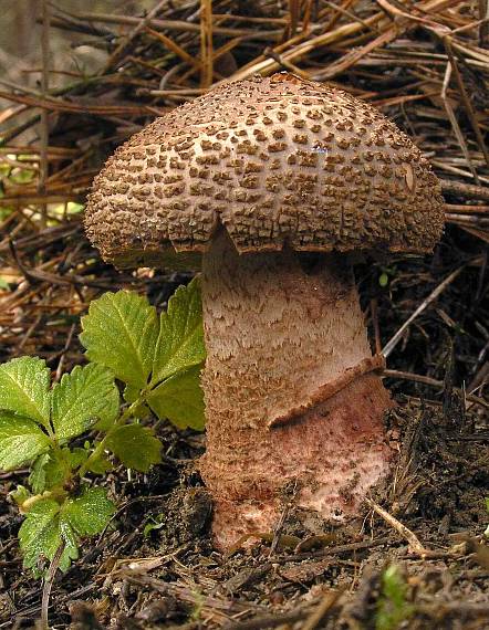 muchotrávka červenkastá Amanita rubescens Pers.