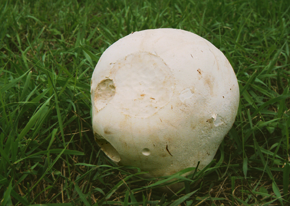 vatovec obrovský Calvatia gigantea (Batsch) Lloyd