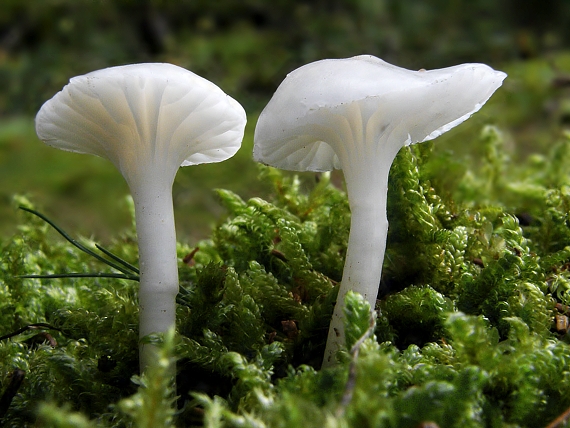 lúčnica snehobiela Cuphophyllus virgineus (Wulfen) Kovalenko