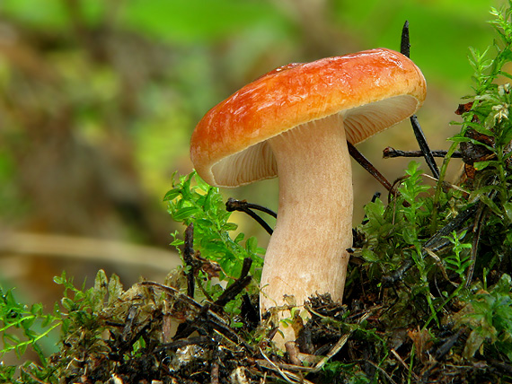 rýdzik Lactarius sp.