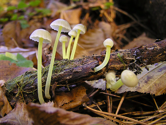 prilbička slizká Mycena epipterygia (Scop.) Gray