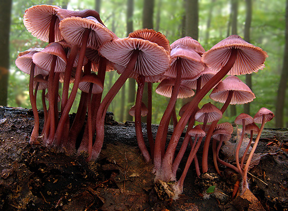 prilbička Mycena sp.