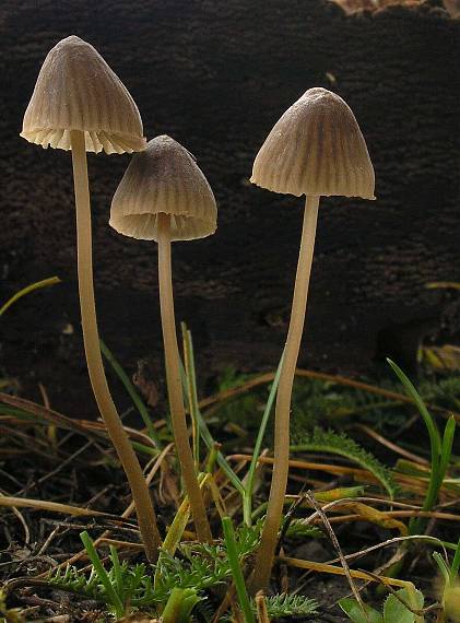 prilbička Mycena sp.