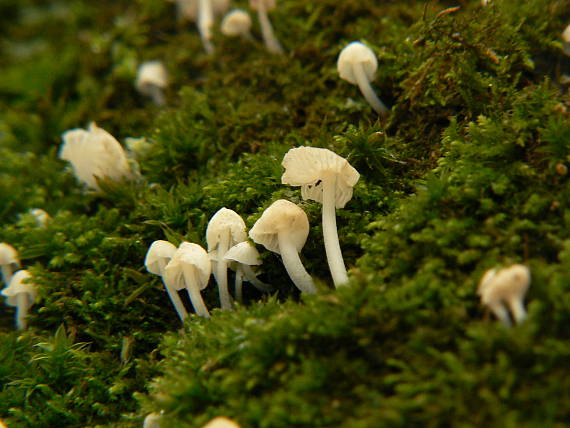 prilbička diskovitá Mycena stylobates (Pers.) P. Kumm.