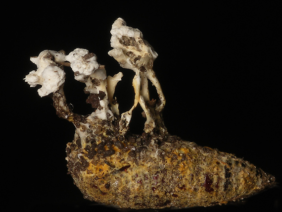 Paecilomyces sp.