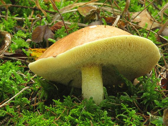 masliak zrnitý Suillus granulatus (L.) Roussel