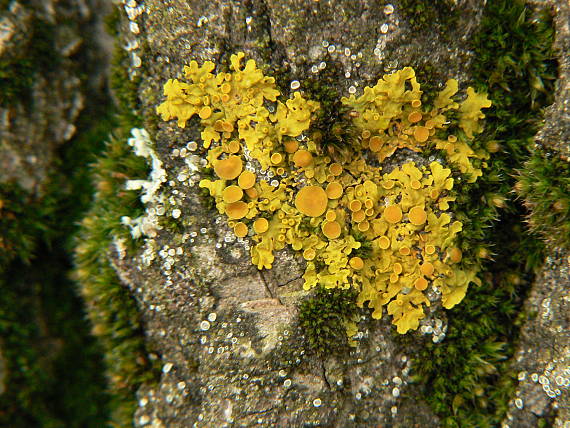 diskovník múrový Xanthoria parietina var. parietina