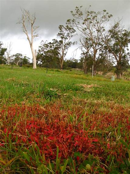 red lawn