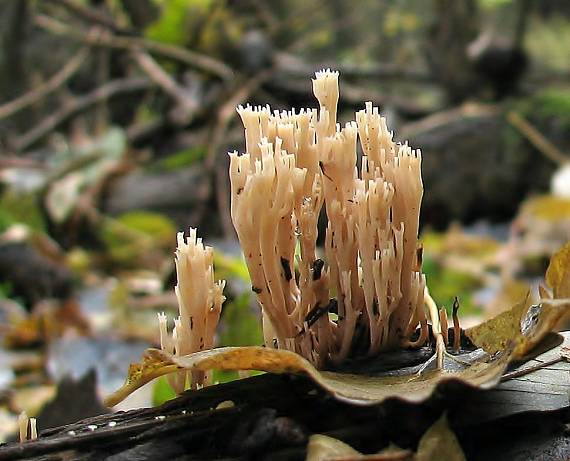 korunovec svietnikovitý Artomyces pyxidatus (Pers.) Jülich