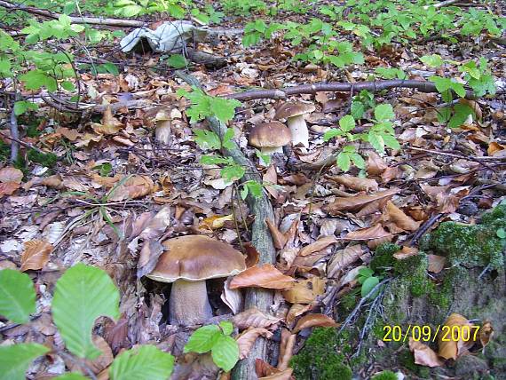 hríb smrekový Boletus edulis Bull.