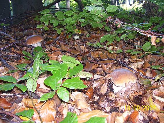 hríb smrekový Boletus edulis Bull.