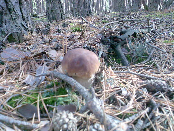 hríb Boletus sp.