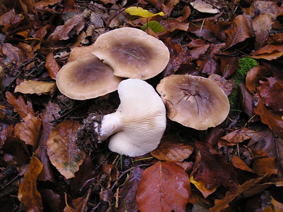 strmuľka inovaťová Clitocybe nebularis (Batsch) P. Kumm.