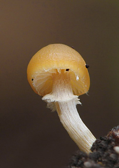 kapucňovka okrovohnedastá Galerina marginata (Batsch) Kühner