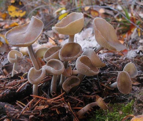 chriapač brvitý Helvella macropus (Pers.) P. Karst.