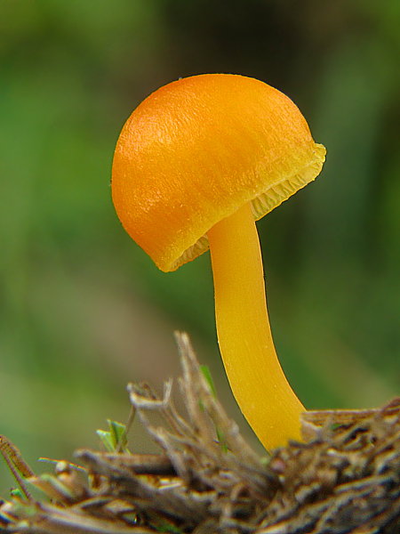 lúčnica citrónovožltá Hygrocybe chlorophana (Fr.) Wünsche