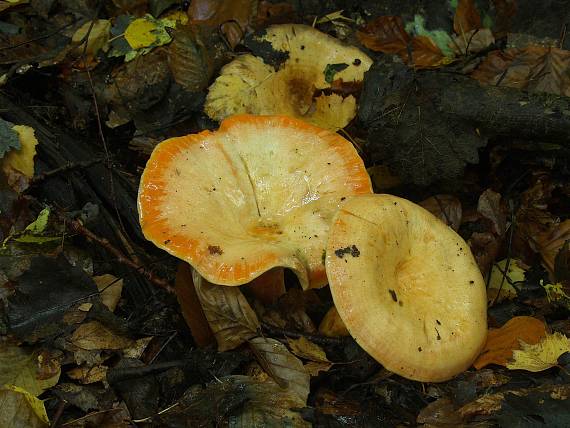 rýdzik lososovoružový Lactarius salmonicolor R. Heim & Leclair