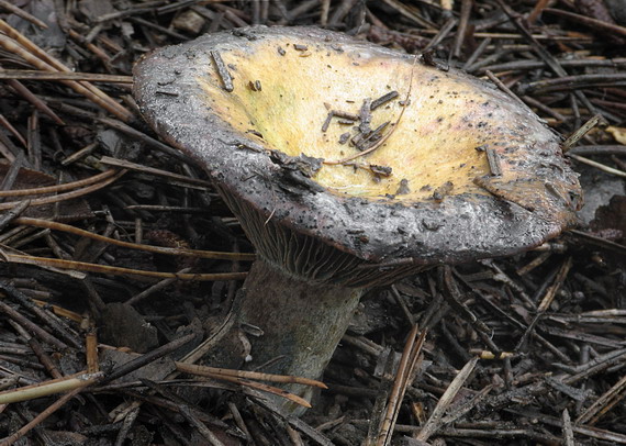 rýdzik Lactarius sp.