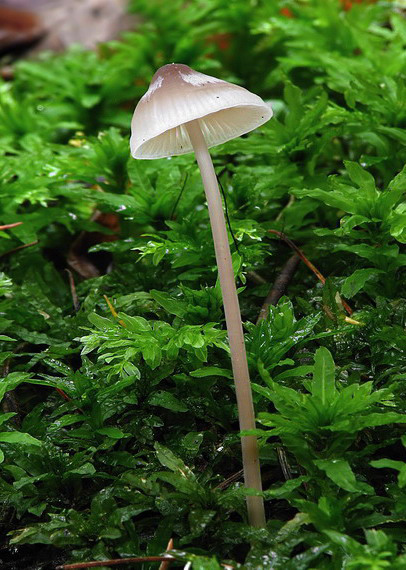 prilbička Mycena sp.