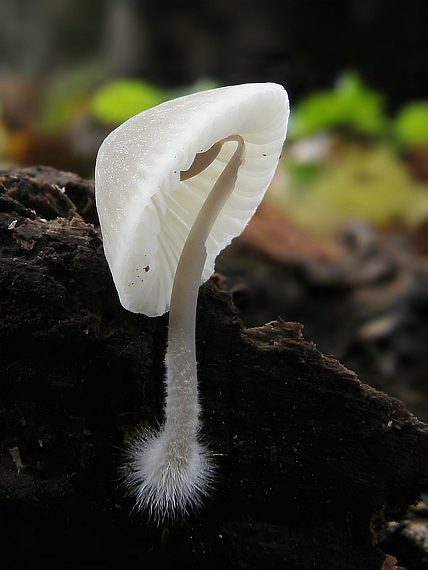 prilbička Mycena sp.